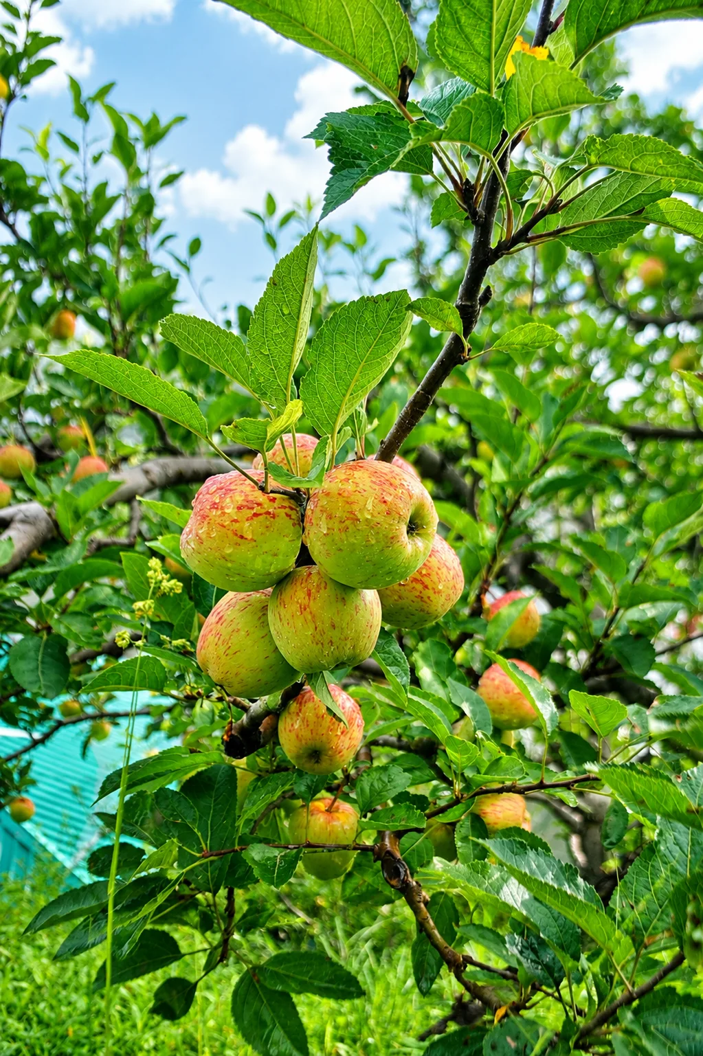 Fresh Royal Apple from Nitin vatika