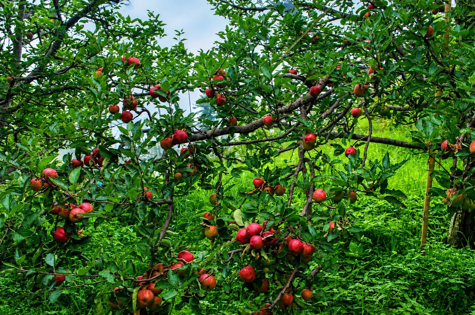 Orchard rows in the background