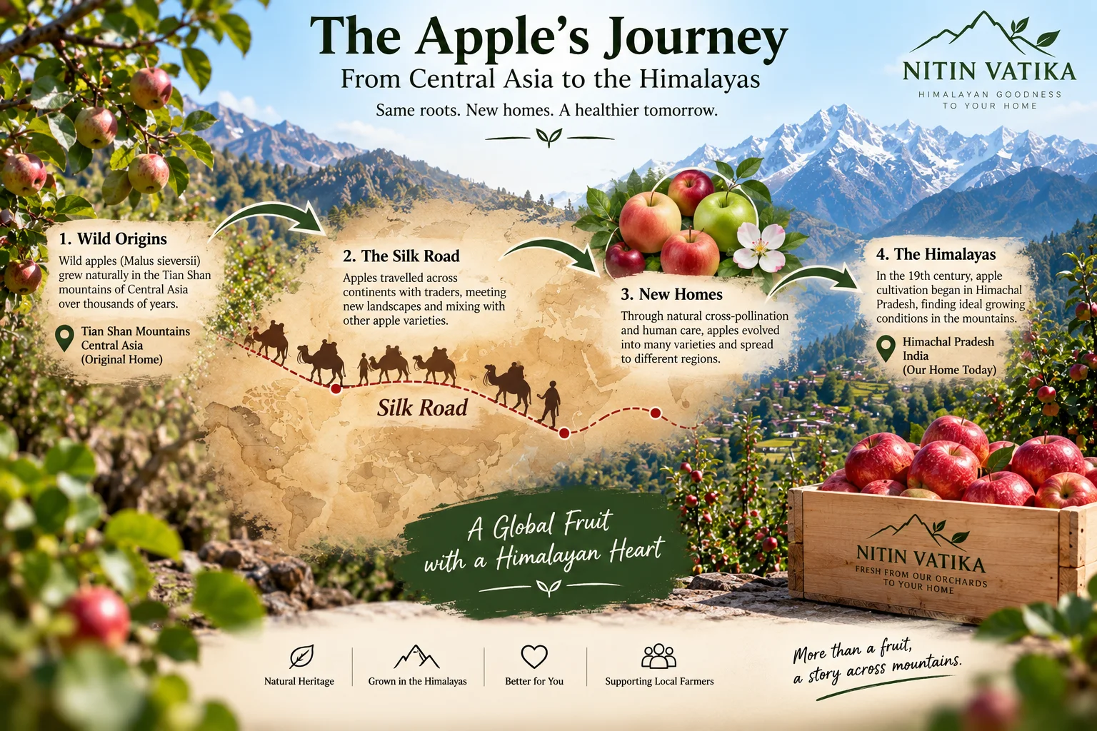 The Origin of Apple Fruit