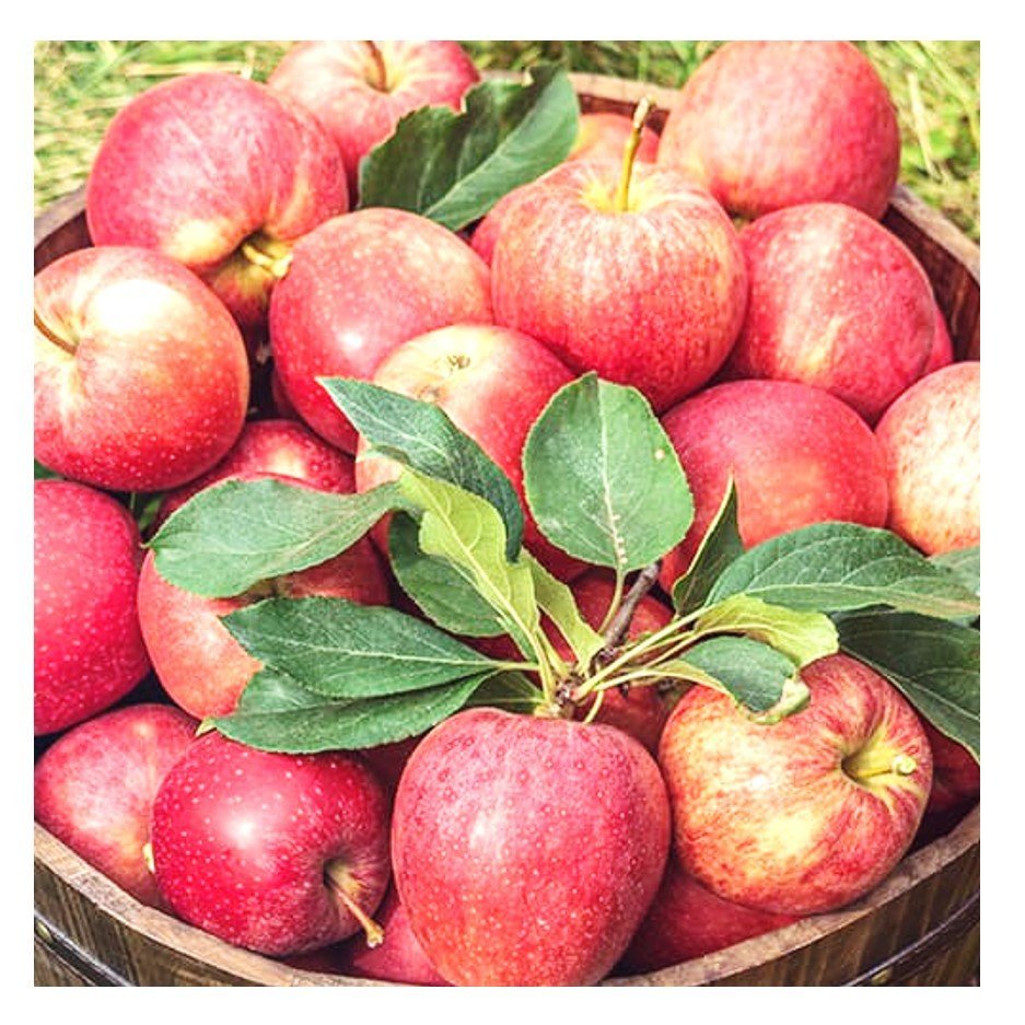 Natural Royal Delicious apples grown in Himachal Pradesh
