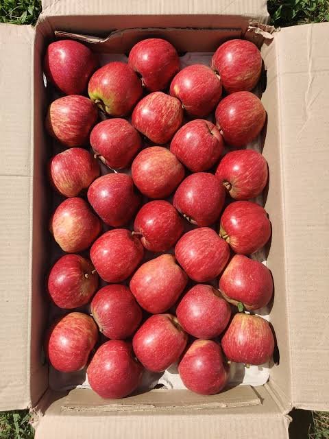 Fresh orchard-grown Royal Delicious apples by Nitin Vatika