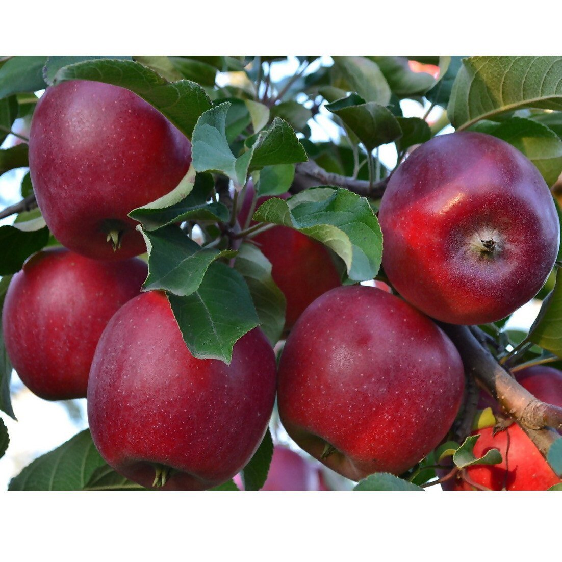 Red Golden