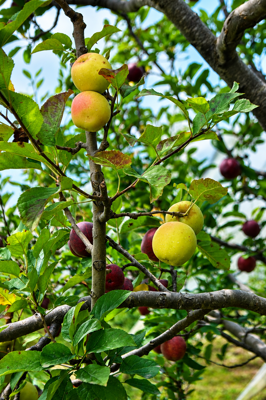 Golden apples growing on an apple tree surrounded by green leaves.