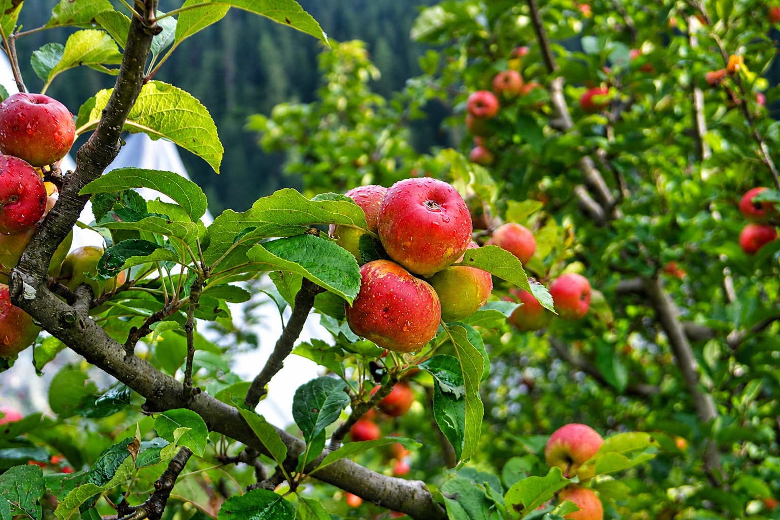 Fresh Red Golden apples from Nitin Vatika