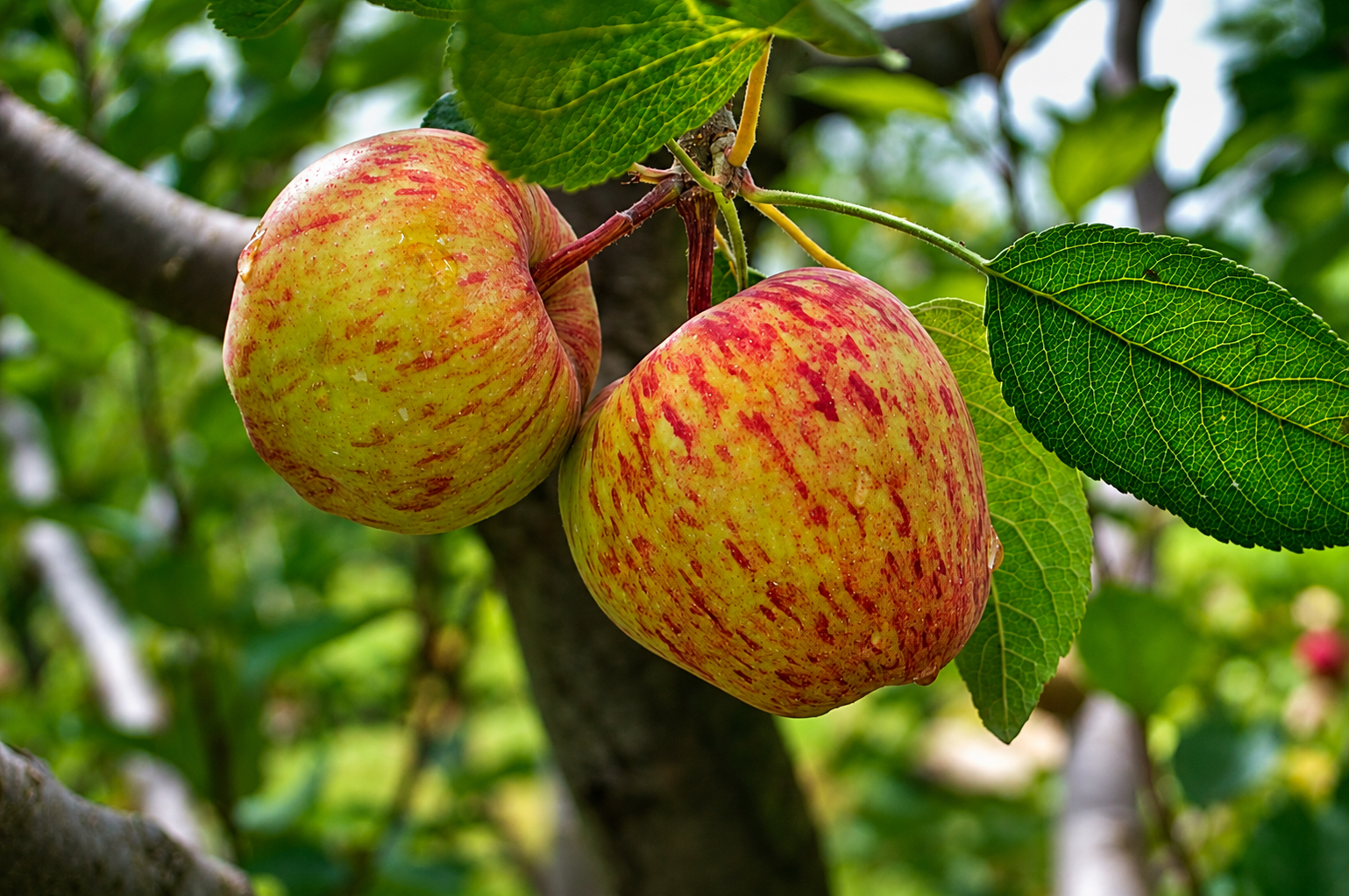 Fresh Royal apples growing on a tree.